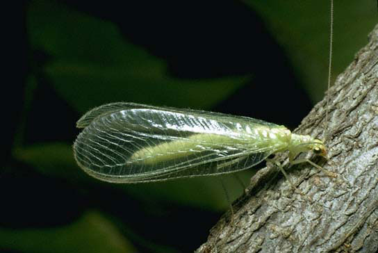 lacewing